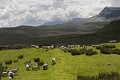 Au nord de l'île de Skye, dans le Quiraing, les moutons sont rassemblés dans des enclos en pierre pour la tonte. ecosse,highlands,ile de skye,quiraing 