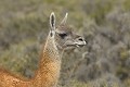 Camélidé sauvage de la famille du lama, il est bien adapté au climat froid et sec de la Patagonie. argentine,patagonie,chubut,punta tombo,guanaco 