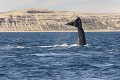 En période de reproduction, la baleine franche australe fréquente les eaux chaudes de la péninsule de Valdés. Sa queue trahit souvent sa présence. argentine,patagonie,chubut,peninsule de valdes,punta piramides,baleine franche 