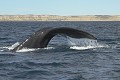 Les mouvements de queue, avec l'écoulement de l'eau, représentent une véritable attraction pour le photographe. argentine,patagonie,chubut,peninsule de valdes,punta piramides,baleine franche australe 