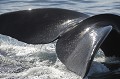Peu farouches et habituées aux bateaux, les baleines se laissent approcher facilement avant de replonger. argentine,patagonie,chubut,peninsule de valdes,baleine franche australe 