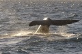 Le coucher de soleil offre un spectacle inoubliable avec une queue de baleine à contre-jour,... argentine,patagonie,chubut,peninsule de valdes,baleine franche australe 