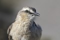 Cet oiseau a un vaste répertoire vocal et une grande facilité à imiter d'autres sons. Lorsqu'il chante, le Calandria s'installe résolument sur un poste bien en vue. argentine,patagonie,chubut,peninsule de valdes,punta cantor,calendria,moqueur de patagonie 