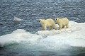 En quittant le Bassin de Foxe, nous rencontrons 2 ours polaires sur une plaque de banquise. ours polaire, bassin de foxe 