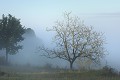 Brume matinale dans la campagne près de Curemonte. dordogne,curemonte,brume 
