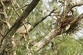 Bihoreau gris surveillant son nid. delta du danube,bihoreau gris 