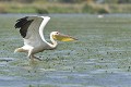 Le pélican doit courrir sur l'eau (pattes jointes) pour s'envoler. delta du danube,pelican blanc,envol 