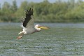 Pélican blanc après son "décollage". delta du danube,pelican blanc 
