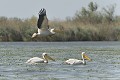 Pélicans sur un lac entre 2 bras du Danube. delta du danube,pelican blanc 