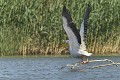 Pélican blanc étendant ses ailes. delta du danube,pelican blanc 