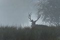 Un cerf sort de la forêt et se dirige vers le lac. cerf elaphe,cervus elaphus 