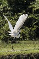  bolivie,rurrenabaque,grande aigrette,ardea alba 