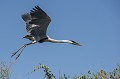  bolivie,rurrenabaque,heron cocoi,ardea cocoi 