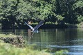  bolivie,rurrenabaque,heron cocoi,ardea cocoi 