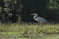  bolivie,rurrenabaque,heron cocoi,ardea cocoi 