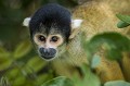 Petit singe (environ 1 kilo) vivant en groupes d'une cinquantaine d'individus, dans les arbres de forêts primaires ou secondaires de Bolivie. Son alimentation est constituée d'insectes, de fruits et de graines. bolivie,rurrenabaque,singe ecureuil,saimiri boliviensis 